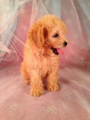 Female Bichon Poodle puppy for sale #1 Born June 1st 2013|We offer shipping fares to Florida, North Carolina, Massachusetts, Maryland, Rhode Island and many more for only $150